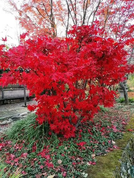 Bloeituin - Mooie bomen voor in uw tuin