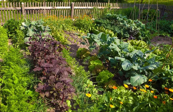 Bloeituin - Moestuin kruiden voor elke tuin