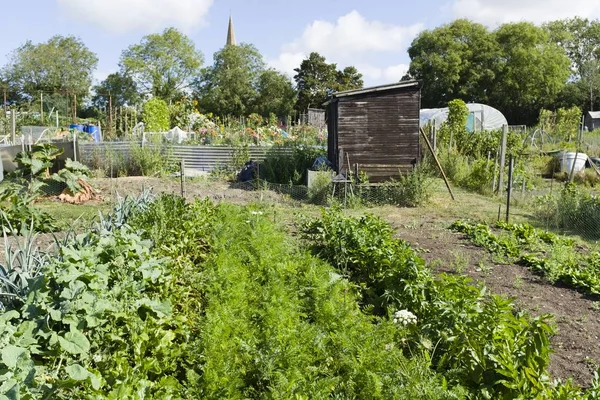 Bloeituin - Waarom en hoe moet je je moestuin afdekken