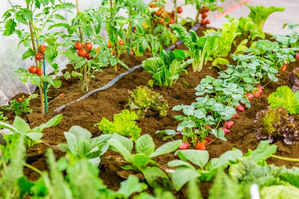 Bloeituin - Wat je moet weten als je een moestuin in kas gaat beginnen
