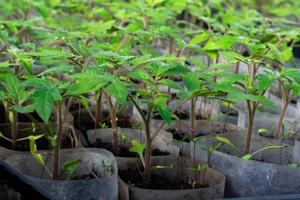 Bloeituin - Hout in de moestuin natuurlijk, praktisch en sfeervol inzetten