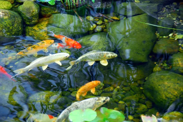 Bloeituin - Een vijver laten aanleggen in je tuin als natuurlijke blikvanger