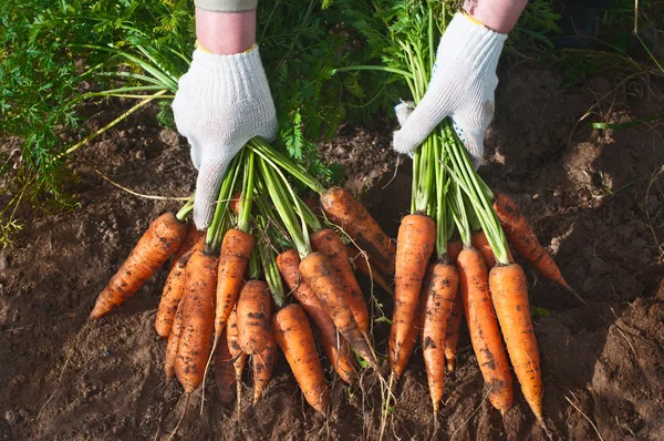 Bloeituin - Tips voor de inrichting van je moestuin
